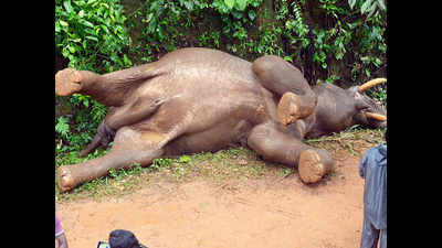 Elephant, calf electrocuted near Mettupalayam