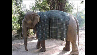 Jumbo jackets for rescued elephants to brave the cold!