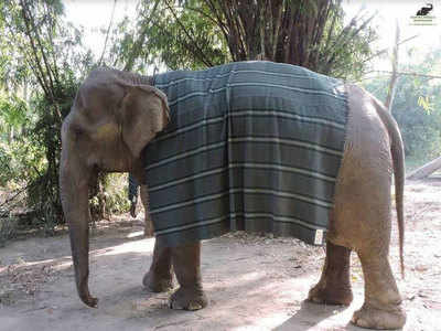 Jumbo jackets for rescued elephants to brave the cold!
