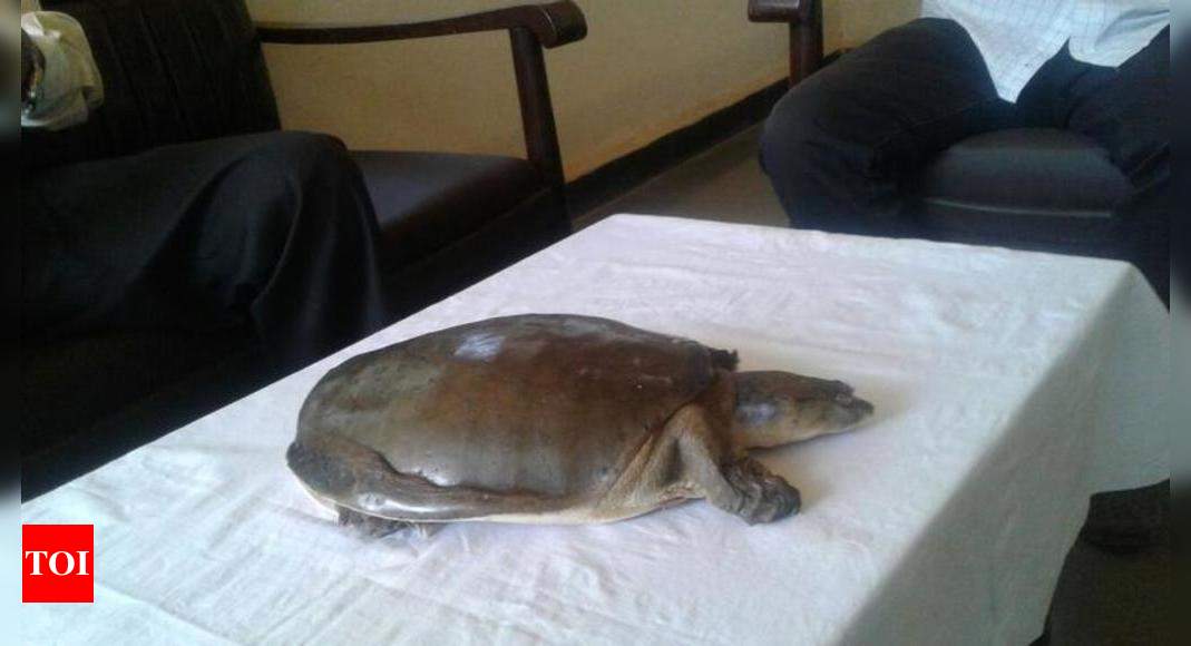 MP के छिंदवाड़ा से 12 नाखून वाला कछुआ और दो मुंह वाला सांप बरामद - Tortoise  with 12 nails and two headed snake worth Rs 2 Point 5 crore recovered from  Chhindwara MP