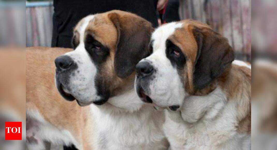 After cars, chains, enter the dog-snatcher | Gurgaon News - Times of India