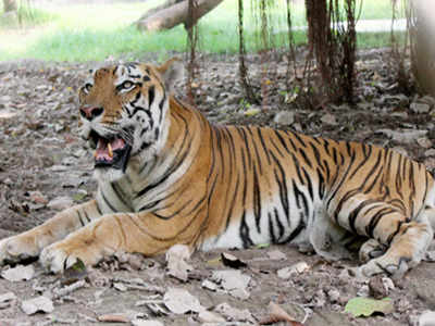 Nagarahole's dead tigress identified | Mysuru News - Times of India