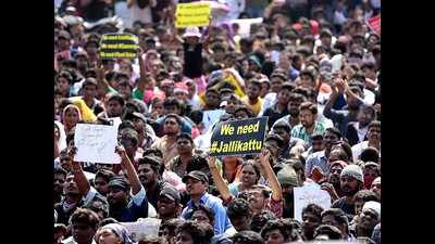 Jallikattu: Crowd swells on Marina Beach, protests to cripple TN tomorrow