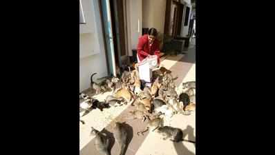 Kutch man gifts 200 cats their own garden