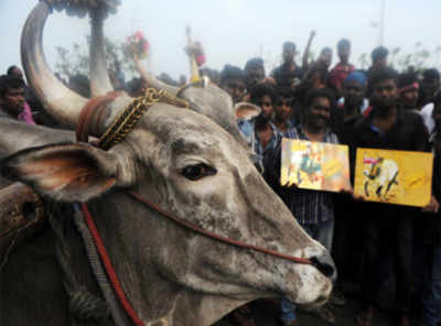 Law ministry approves Jallikattu ordinance with minor changes