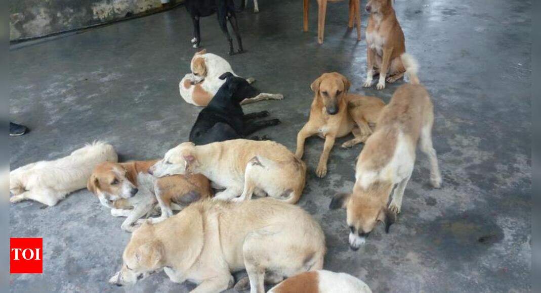 Animal shelter’s cash crisis worsens Noida News Times of India