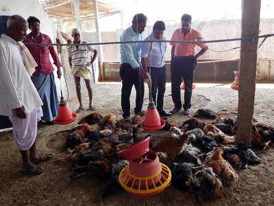 Ahmedabad only bird flu hit city in Gujarat: Animal Husbandry | Ahmedabad News - Times of India Ahmedabad only bird flu hit city in Gujarat: Animal Husbandry | Ahmedabad News - Times of India