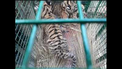 Three cubs rescued after mother tigress electrocuted in Madhya Pradesh