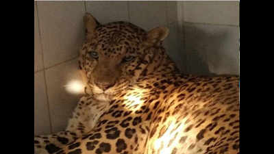 Leopard found dead in Banswara