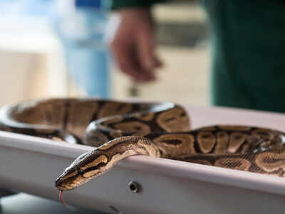 Python Rescued INAgra: 8-ft-long python rescued | Agra News - Times of ...