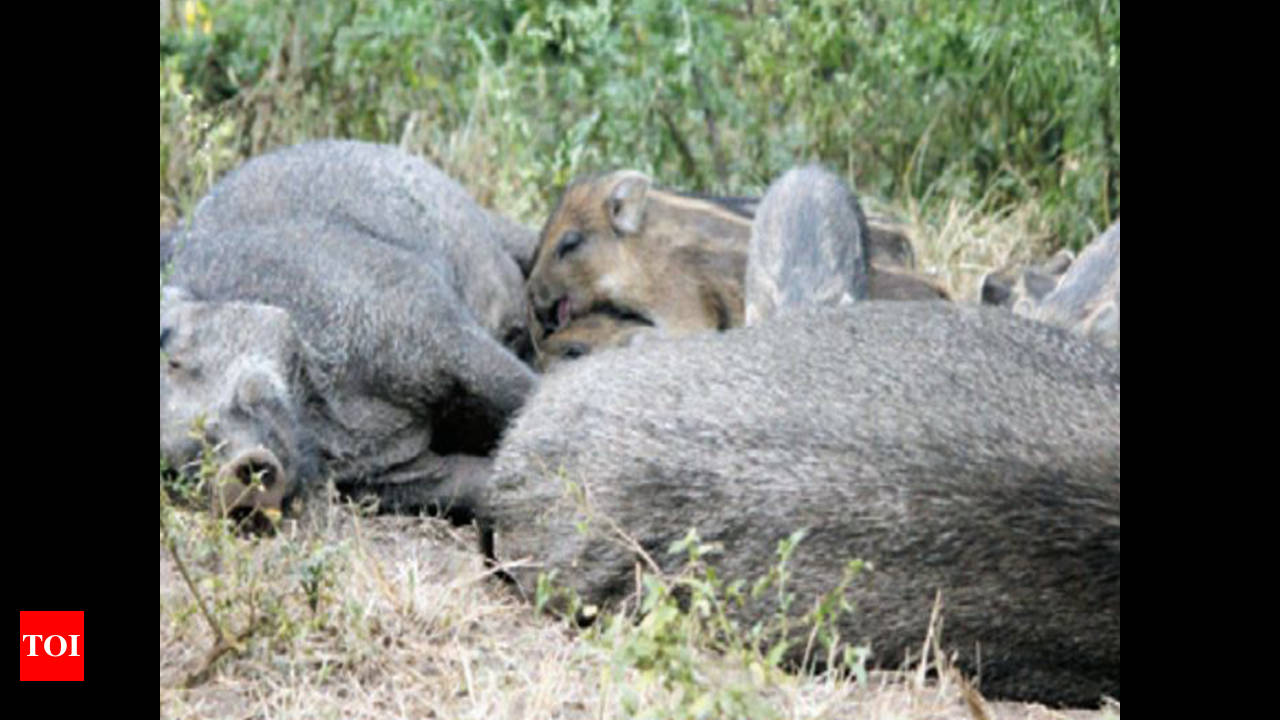 Killing Of Wild Pigs: Karnataka allows killing of wild boars to protect  crops | Bengaluru News - Times of India