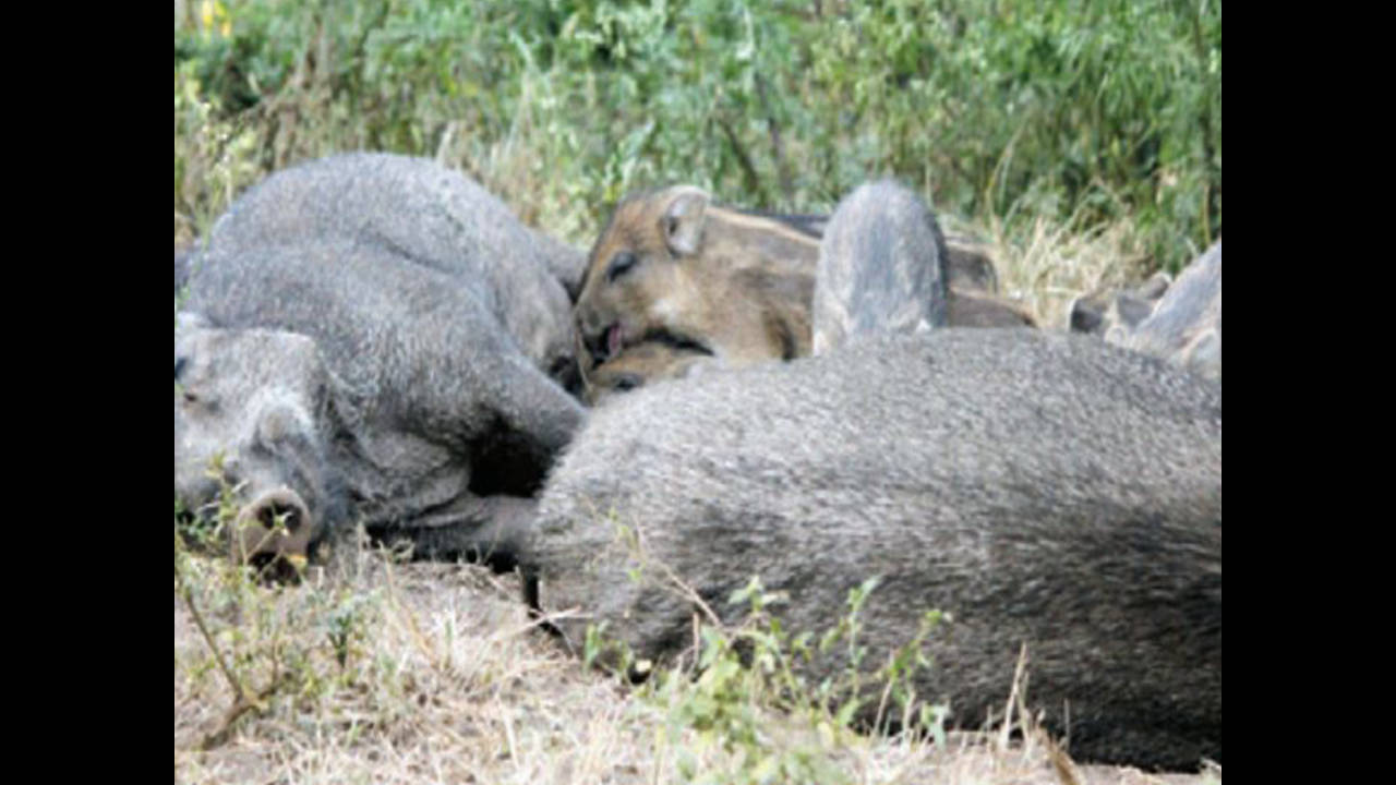 Killing Of Wild Pigs: Karnataka allows killing of wild boars to protect  crops | Bengaluru News - Times of India