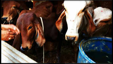 Gou Yatra Mahamangala aims to project cattle rearing as profitable venture