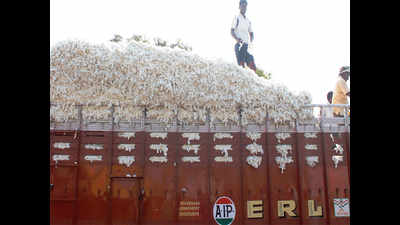 After long, cotton close to Rs 6000/quintal