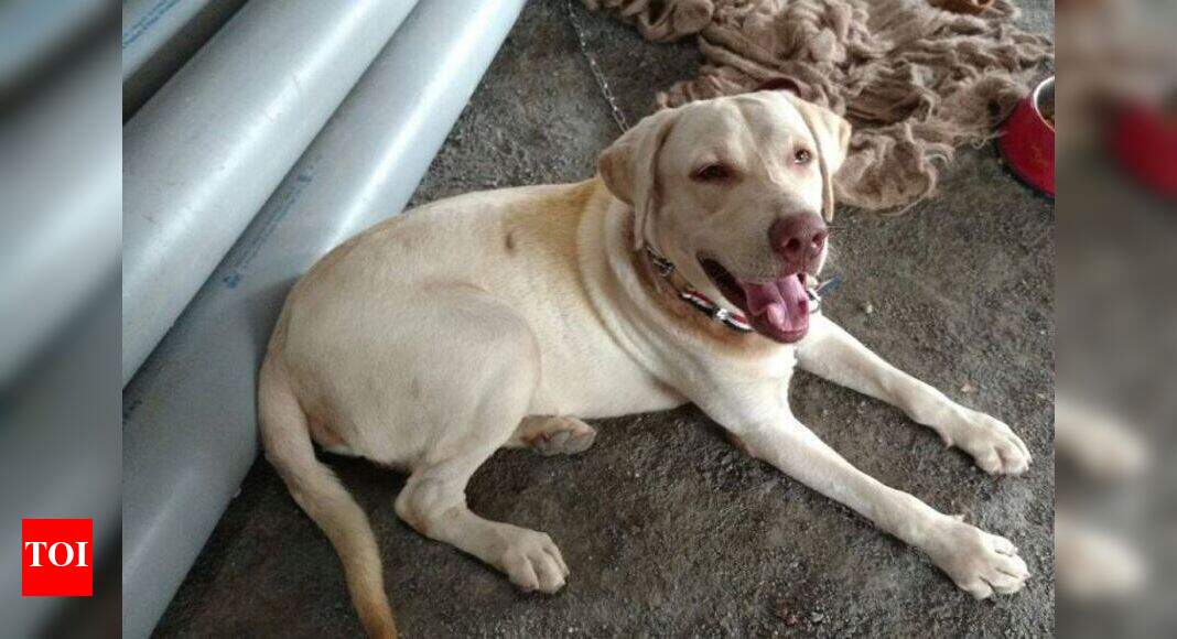 Pets In Navi Mumbai Navi Mumbai seems to have no space for dogs Navi Mumbai News Times of India