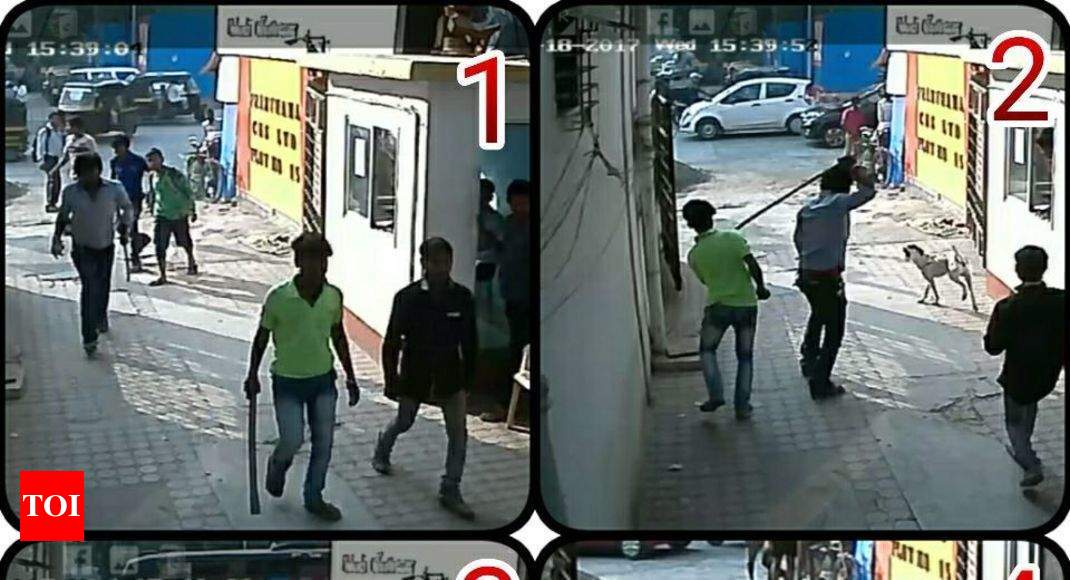 Stray dog brutally killed, CCTV captures violence | Mumbai News - Times ...