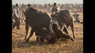 Buoyed by Tamil Nadu, buffalo fight to be held in Assam | Guwahati ...