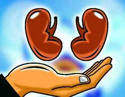 Artificial kidney may hit market soon
