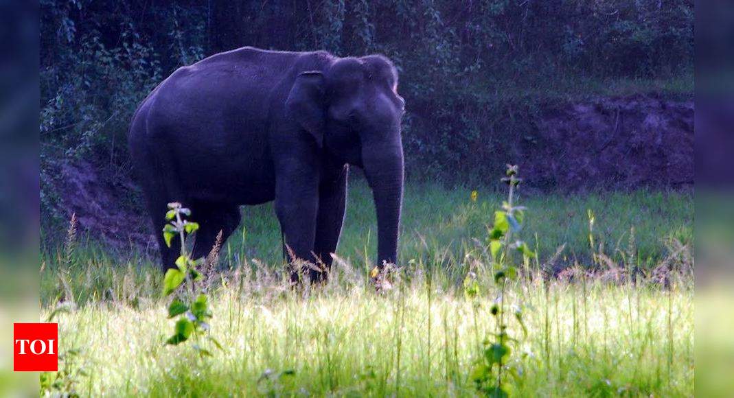 Tamil Nadu: Elephant Census: Here's your chance to volunteer with the