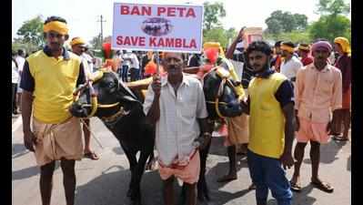 Kambala ban strikes an emotional chord