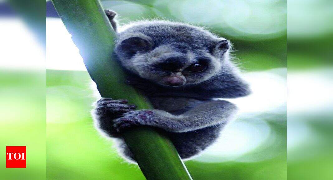 Steel flyover is a threat to the slender loris | Bengaluru News - Times ...