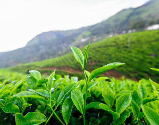 Peek inside Thekkady&rsquo;s local (and spicy) shopping scene
