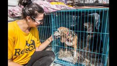 21 Beagles confined in cages for experiments rescued