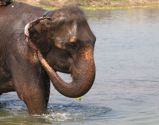 Periyar National Park