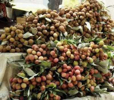 Litchi behind mystery deaths in Bihar: US-India study