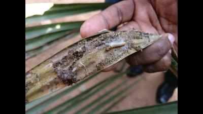 Institute releases parasitoids to control spread of leaf-eating caterpillar infestation