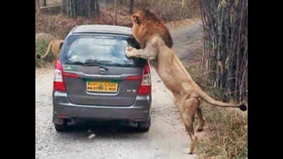 Lion attack: BBP may stop jeep, car safaris and run buses instead
