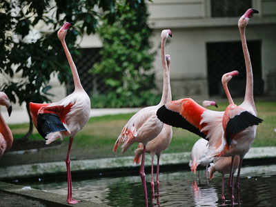 Flamingo Sanctuary: World Wetlands Day: 'Flamingo sanctuary be declared as  Ramsar site' | Mumbai News - Times of India