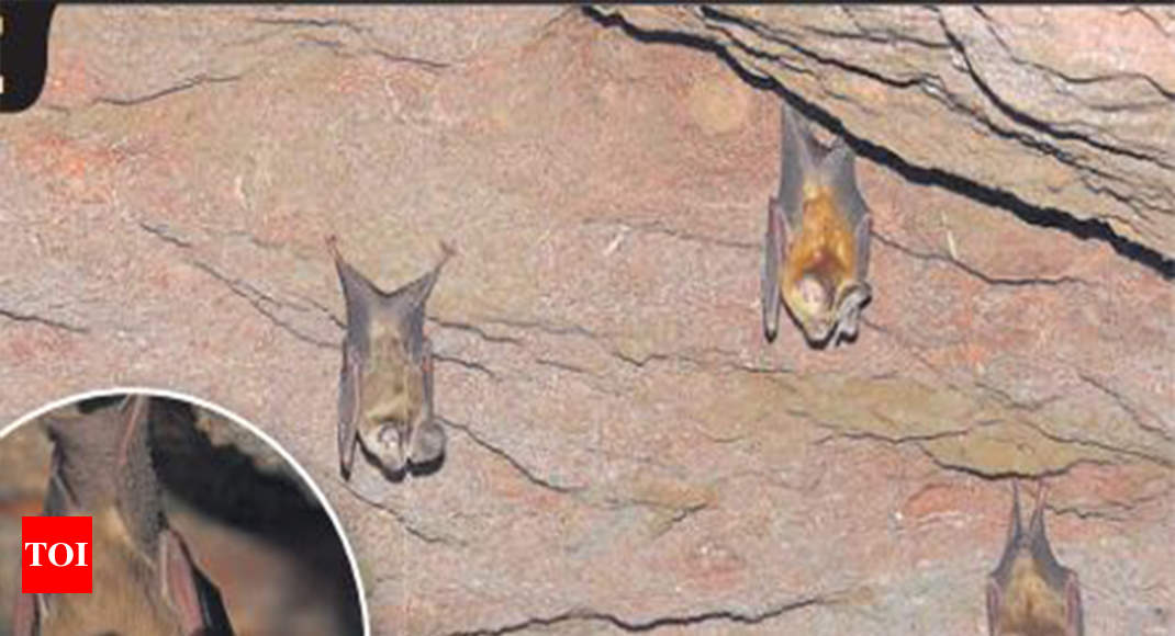 Rare Leaf-nosed Bats Sighted After 37 Yrs 