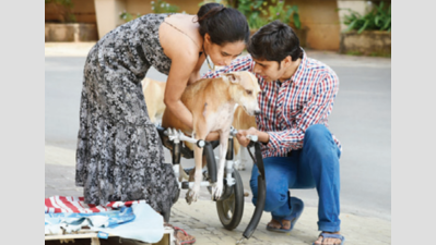 Paralyzed stray dog back on her legs, thanks to wheel cart