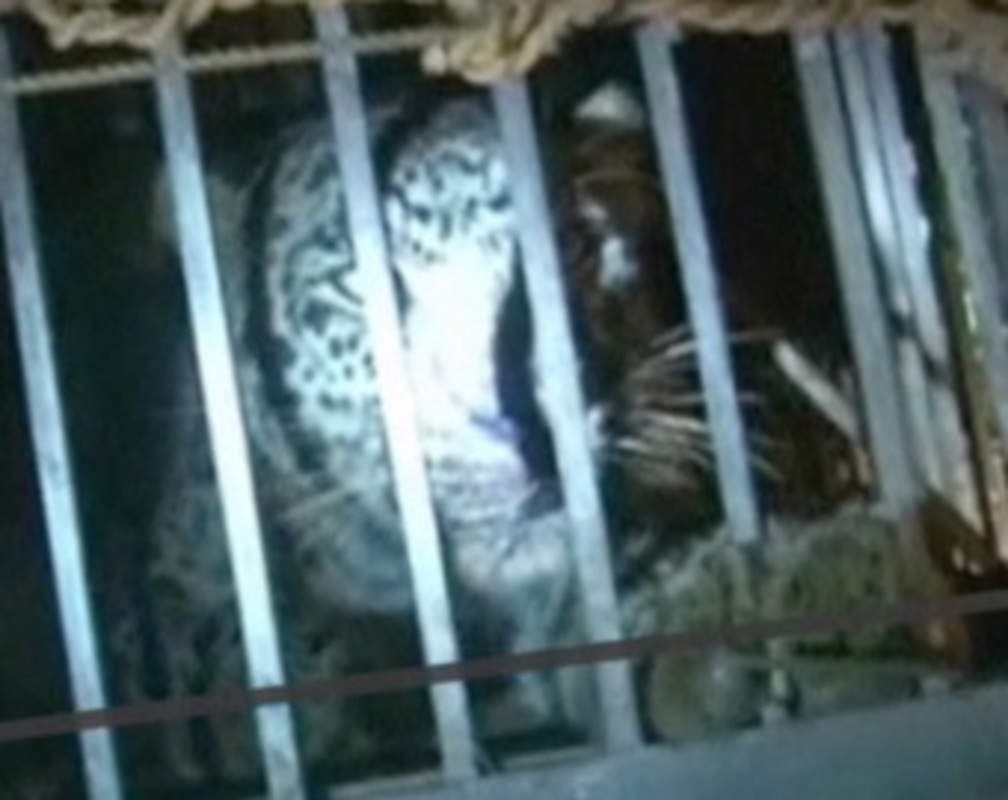 
Watch: Two leopards captured in Doda
