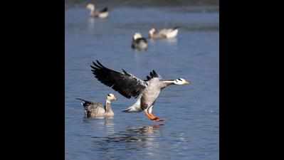 Mongolia birds fly into lake on Mysuru suburbs
