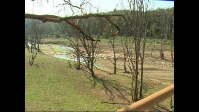 Death of trees on river bank alarms local population in Yellapur