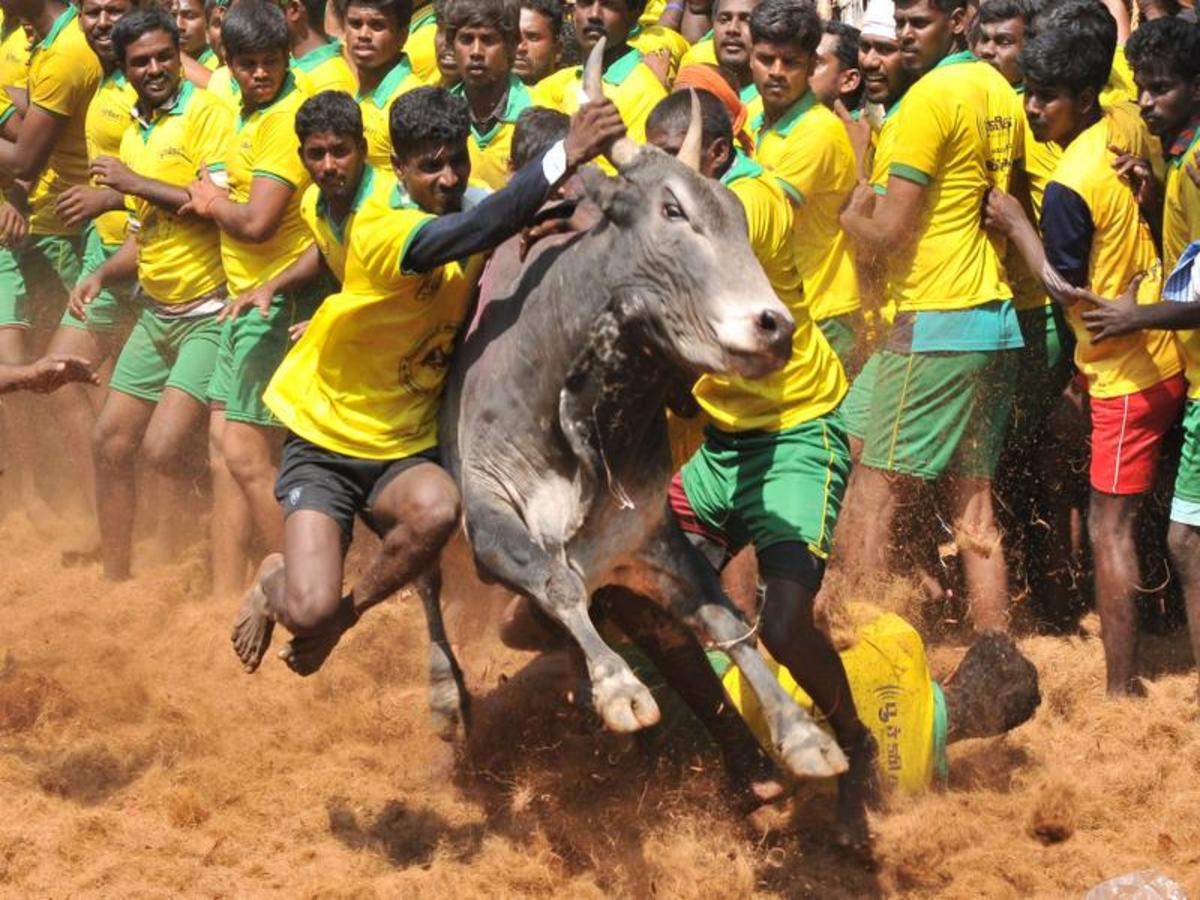 Jallikattu Hd Wallpapers 1080P / All wallpaper images are free and