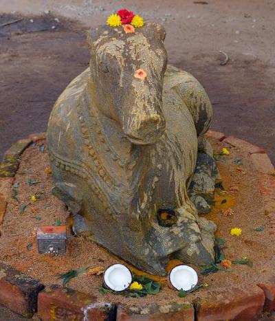 Nandi Statue Unearthed: Huge Nandi statue unearthed from Tamirabarini ...