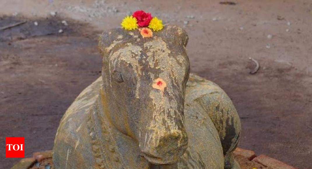 Nandi statue unearthed: Huge Nandi statue unearthed from Tamirabarini ...