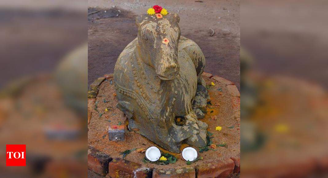 Nandi Statue Unearthed: Huge Nandi statue unearthed from Tamirabarini ...