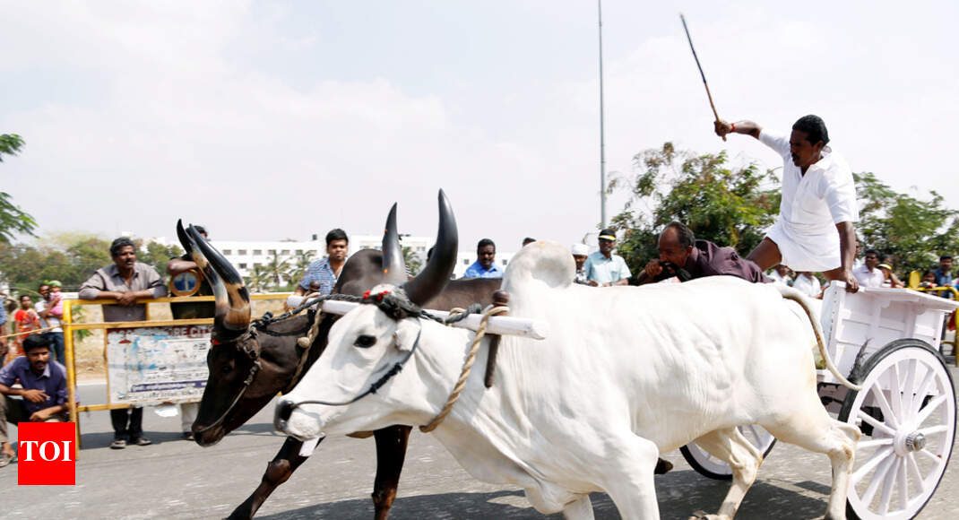 rekla race: 200 bullock carts vie at each other at rekla race ...