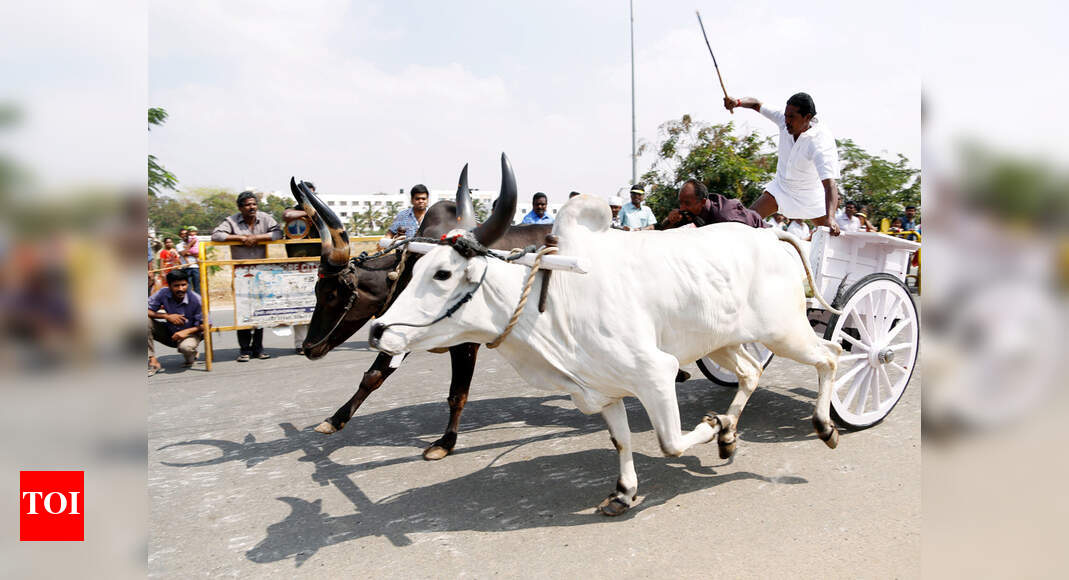 Rekla Race: 200 bullock carts vie at each other at rekla race ...