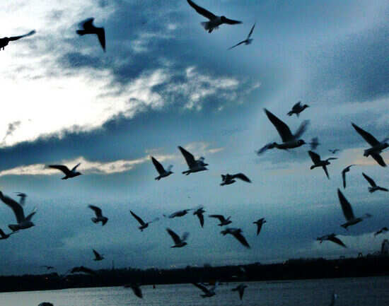 Strathclyde Country Park