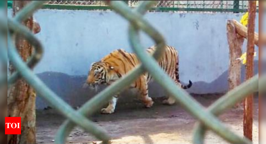 Royal encaged: Finally, tiger trapped to return to cage after safari ...