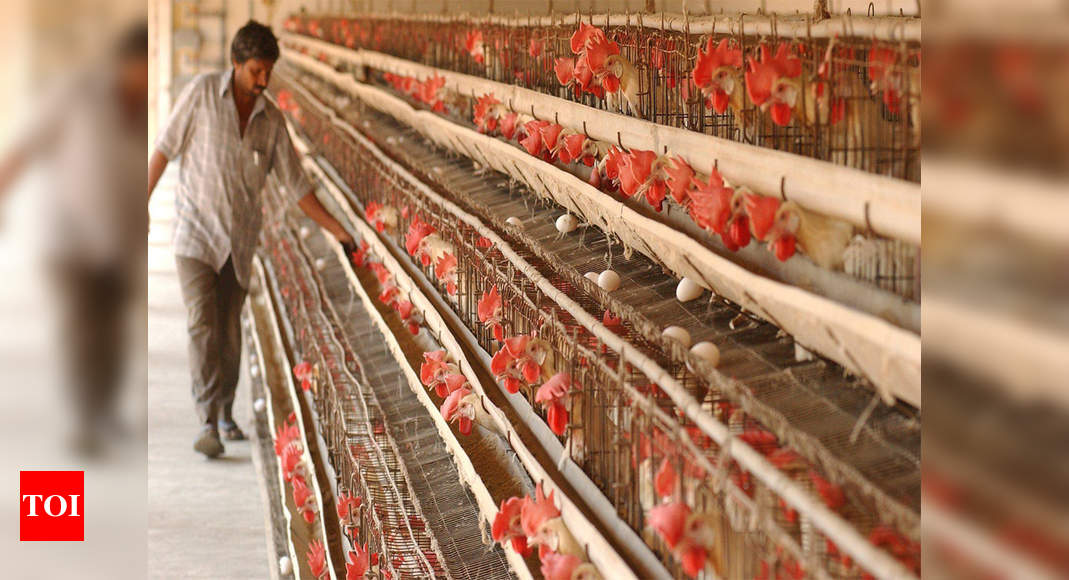 Telangana Govts Chicken Push To Revive Poultry Business In Villages