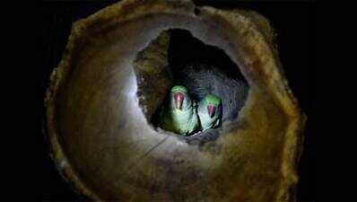 Endangered squirrels, parakeets rescued from a school in Chennai
