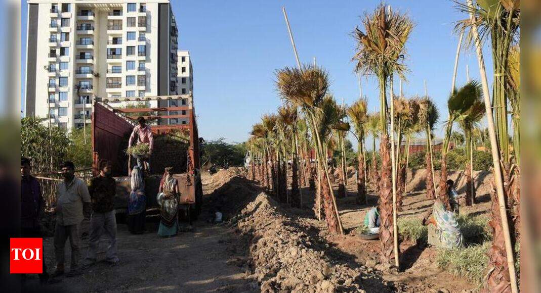 Exotic trees to commuters entering Vadodara Vadodara News