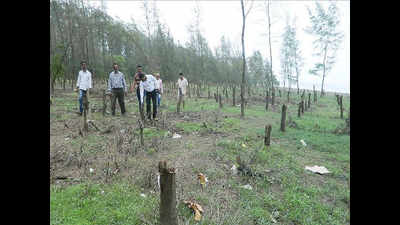 Six trees cut, carted away from ‘protected’ Van Vihar