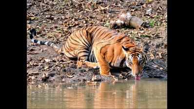 Sariska likely to get another tiger
